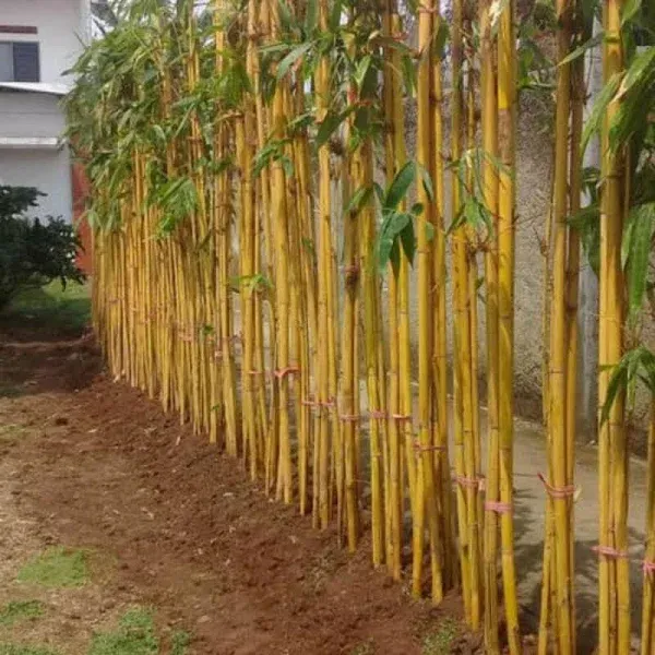 tanaman pagar bambu kuning